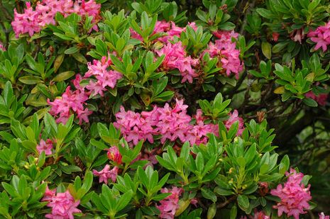 Rhododendron ferrugineum, Alpenrose