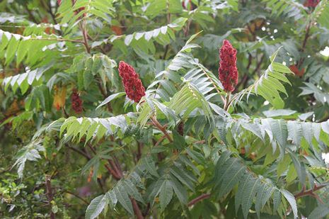 Rhus typhina, Hirschkolbensumach