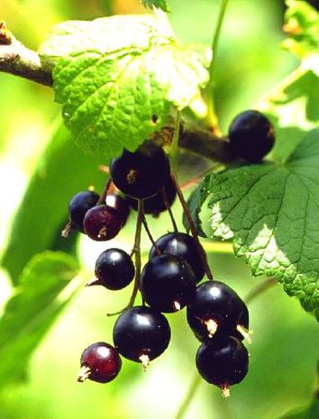 Ribes nigrum, Schwarze Johannisbeere