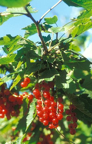 Ribes rubrum, Rote Johannisbeere