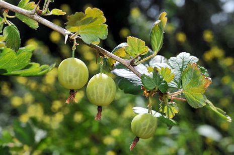 Ribes uva-crispa, Stachelbeere