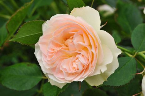 Rose Pastella  