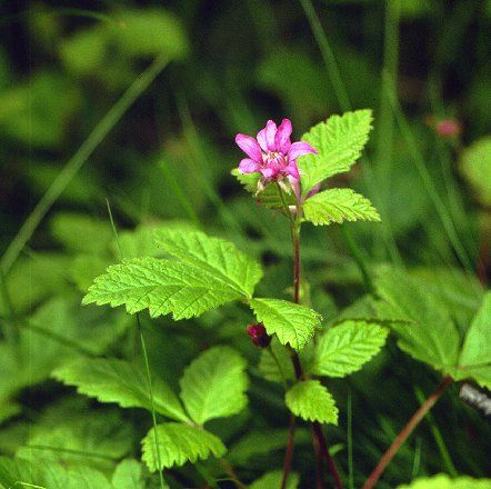 Rubus arcticus, Allackerbeere