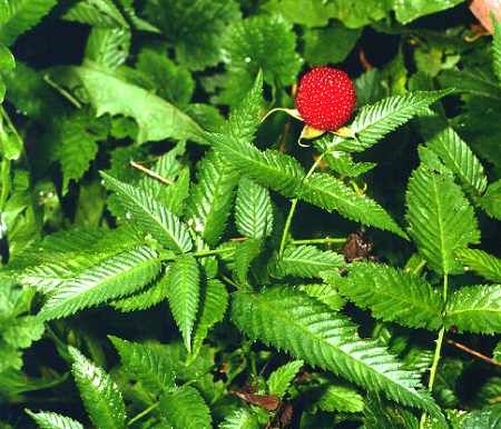 Rubus illecebrosus, Erdbeer-Himbeere, Japanische Himbeere 