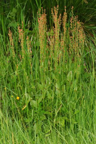 Rumex acetosella, der kleine Sauerampfer