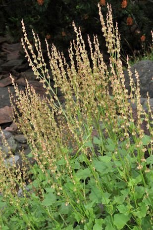 Rumex scutatus, Römischer Ampfer 