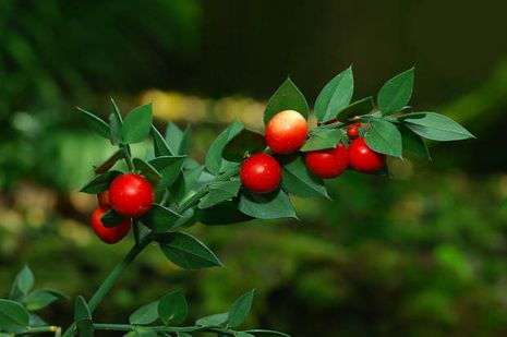 Ruscus aculeatus, Mäusedorn