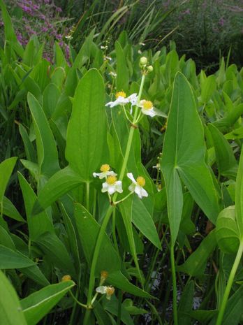 Sagittaria sagittifolia, Pfeilkraut