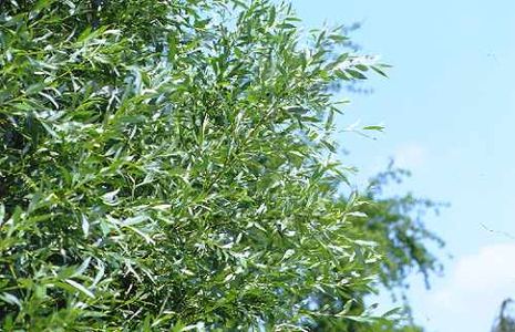 Salix alba, Silberweide