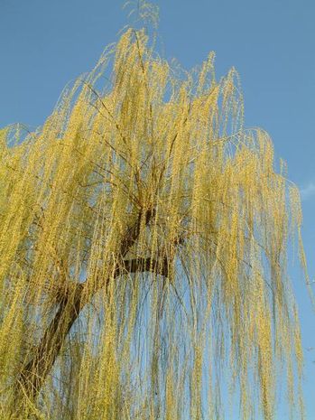Salix Alba Tristis, Weide