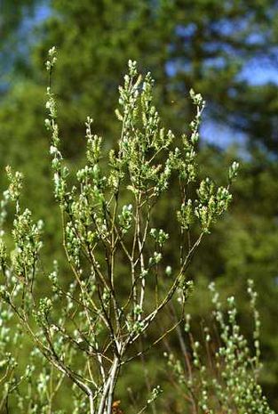 Salix arenaria, Silberkriechweide
