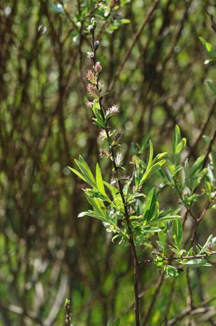 Salix purpurea, Purpurweide