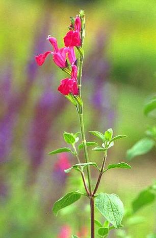 Salvia elegans, Honigmelonen-Salbei.