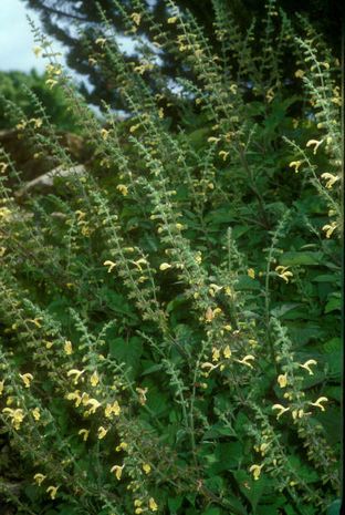 Salvia glutinosa, klebriger oder gelber Salbei.