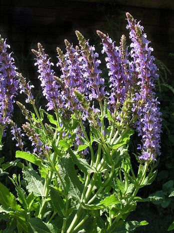 Salvia officinalis, Salbei