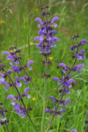 Salvia pratensis, Wiesensalbei