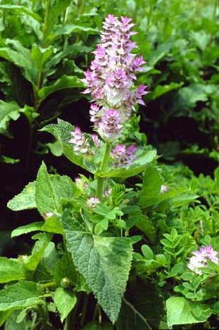 Salvia sclarea. Muskatellersalbei