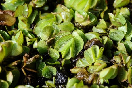 Salvinia natans, Schwimmfarn