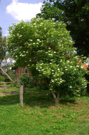 Sambucus nigra, schwarzer Holunder