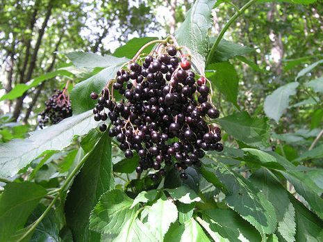 Sambucus nigra, Holunder