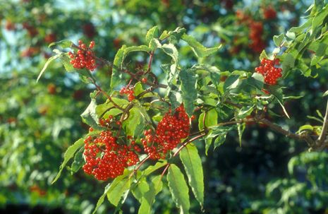 Sambucus racemosa, roter Holunder