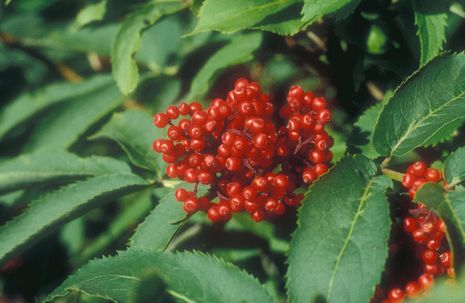 Sambucus racemosa, Traubenholunder