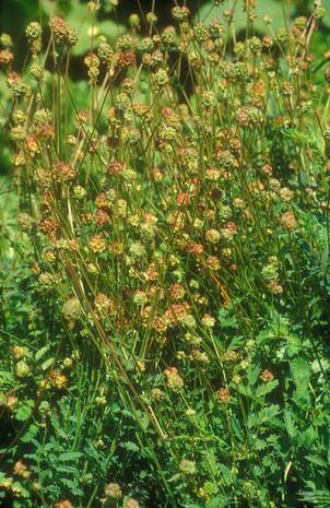 Sanguisorba minor, Pimpinelle, Kleiner Wiesenknopf