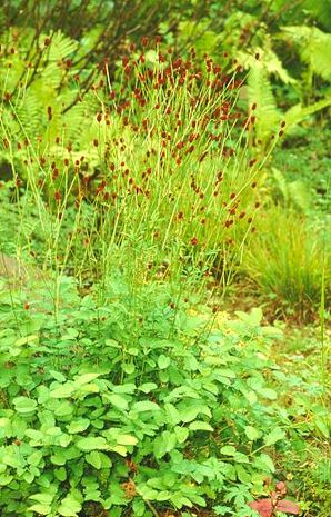 Sanguisorba officinalis, Wiesenknopf