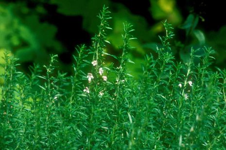 Satureja hortensis, Bohnenkraut