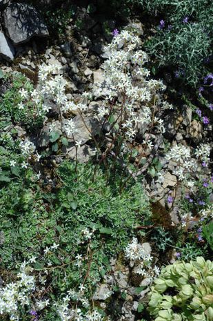Saxifraga paniculata, Steinbrech