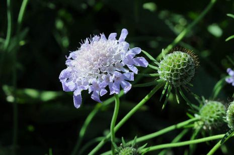 Scabiosa atropurpurea, Purpurskabiose