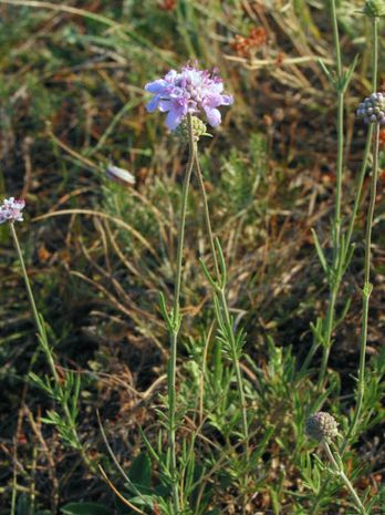 Scabiosa canescens, Witwenblumen