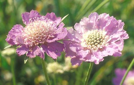 Scabiosa caucasica, Witwenblumen