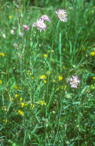 Scabiosa columbaria,  Witwenblumen 