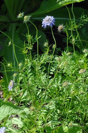 Scabiosa lucida, Witwenblume