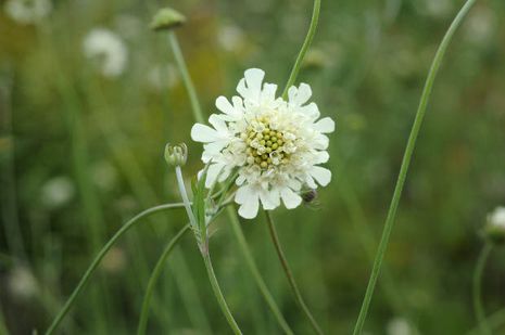 Scabiosa ochroleuca,  Witwenblumen