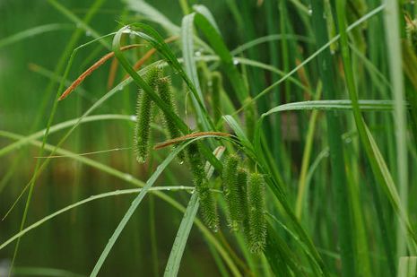 Schoenoplectus lacustris, Teichsimse