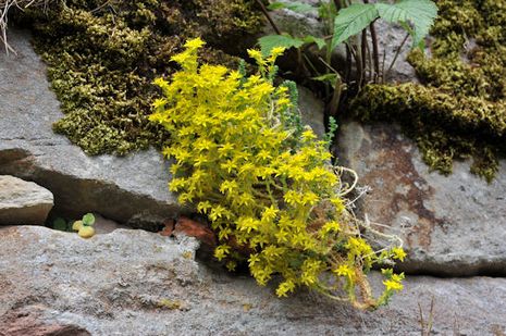 Sedum acre, gelber Mauerpfeffer 