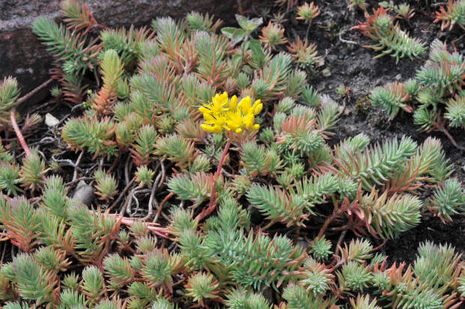 Sedum reflexum, Fette Henne 