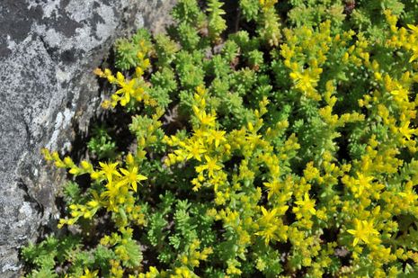 Sedum sexangulare, Fette Henne