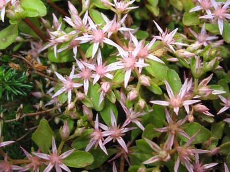 Sedum spurium, Fette Henne