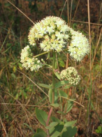 Sedum telephium ssp. maximum, Fette Henne