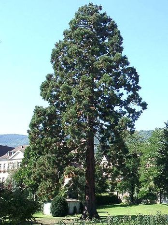 Sequoiadendron giganteum, Mammutbaum
