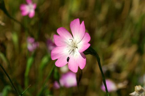 Silene coeli-rosa, Leimkraut