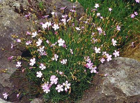 Silene saxifraga, Leimkraut