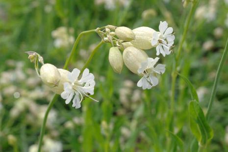 Silene vulgaris, Taubenkropf