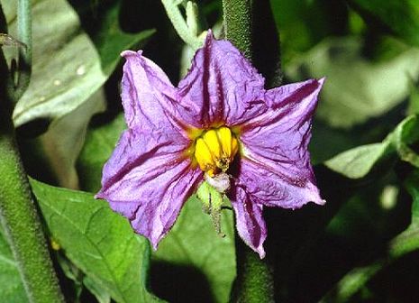 Solanum melongena, Aubergine Solanum melongena, Aubergine