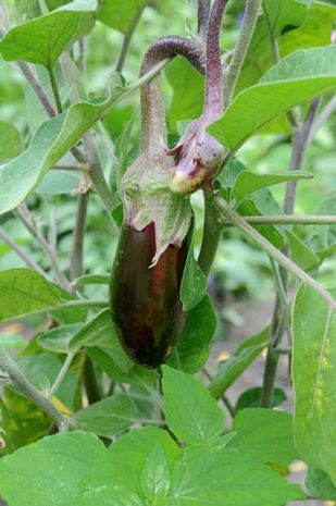 Solanum melongena, Aubergine Solanum melongena, Aubergine