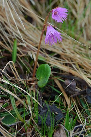 Soldanella alpina. Primelstaude 