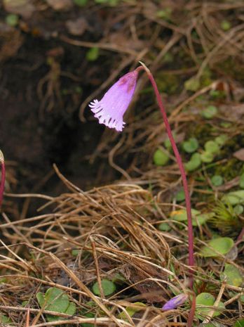 Soldanella pusilla, Alpenglöckchen